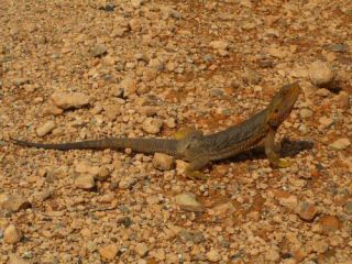 Fotoalbum: Red Centre